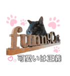 ファニーなニャンズ 2021 可愛いにゃんこ（個別スタンプ：38）
