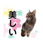 ファニーなニャンズ 2021 可愛いにゃんこ（個別スタンプ：40）