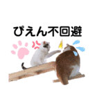 ファニーなニャンズ 2021 ネタにゃんこ（個別スタンプ：3）