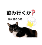 ファニーなニャンズ 2021 ネタにゃんこ（個別スタンプ：5）