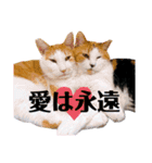 ファニーなニャンズ 2021 ネタにゃんこ（個別スタンプ：7）