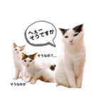 ファニーなニャンズ 2021 ネタにゃんこ（個別スタンプ：8）