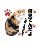 ファニーなニャンズ 2021 ネタにゃんこ（個別スタンプ：12）