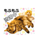 ファニーなニャンズ 2021 ネタにゃんこ（個別スタンプ：13）
