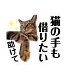 ファニーなニャンズ 2021 ネタにゃんこ（個別スタンプ：14）