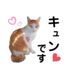 ファニーなニャンズ 2021 ネタにゃんこ（個別スタンプ：19）