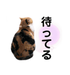 ファニーなニャンズ 2021 ネタにゃんこ（個別スタンプ：23）