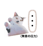 ファニーなニャンズ 2021 ネタにゃんこ（個別スタンプ：26）
