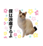 ファニーなニャンズ 2021 ネタにゃんこ（個別スタンプ：29）