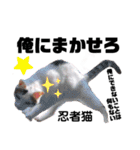 ファニーなニャンズ 2021 ネタにゃんこ（個別スタンプ：31）