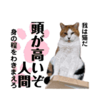 ファニーなニャンズ 2021 ネタにゃんこ（個別スタンプ：34）