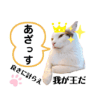 ファニーなニャンズ 2021 ネタにゃんこ（個別スタンプ：35）