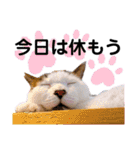 ファニーなニャンズ 2021 ネタにゃんこ（個別スタンプ：36）