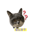 ろろすたんぷ（個別スタンプ：1）