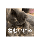 ぽちょむですぅ（個別スタンプ：5）