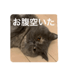 ぽちょむですぅ（個別スタンプ：7）