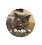 ぽちょむですぅ（個別スタンプ：9）