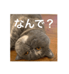 ぽちょむですぅ（個別スタンプ：10）