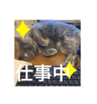 ぽちょむですぅ（個別スタンプ：12）