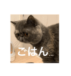 ぽちょむですぅ（個別スタンプ：13）