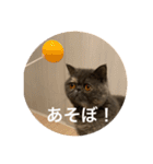 ぽちょむですぅ（個別スタンプ：14）