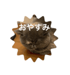 ぽちょむですぅ（個別スタンプ：15）