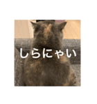 ぽちょむですぅ（個別スタンプ：17）