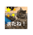 ぽちょむですぅ（個別スタンプ：18）