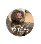 ぽちょむですぅ（個別スタンプ：20）