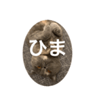 ぽちょむですぅ（個別スタンプ：21）