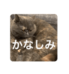 ぽちょむですぅ（個別スタンプ：23）