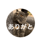 ぽちょむですぅ（個別スタンプ：26）