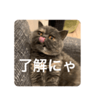 ぽちょむですぅ（個別スタンプ：27）