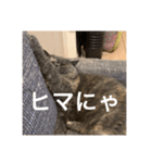 ぽちょむですぅ（個別スタンプ：28）