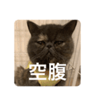 ぽちょむですぅ（個別スタンプ：30）
