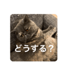 ぽちょむですぅ（個別スタンプ：33）