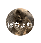 ぽちょむですぅ（個別スタンプ：34）