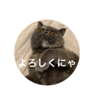 ぽちょむですぅ（個別スタンプ：35）