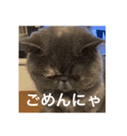 ぽちょむですぅ（個別スタンプ：36）