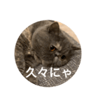 ぽちょむですぅ（個別スタンプ：38）