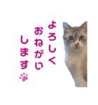 我が家のリクーム10歳記念（個別スタンプ：1）