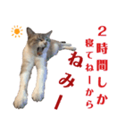 我が家のリクーム10歳記念（個別スタンプ：16）