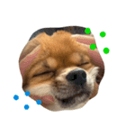 〜コタくんの日常1〜（個別スタンプ：9）