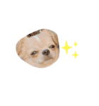 コニシ's（個別スタンプ：1）