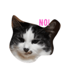 家の猫ズ（個別スタンプ：2）