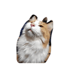 家の猫ズ（個別スタンプ：3）
