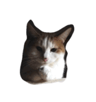 家の猫ズ（個別スタンプ：4）