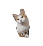 家の猫ズ（個別スタンプ：6）