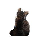 家の猫ズ（個別スタンプ：7）