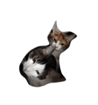 家の猫ズ（個別スタンプ：8）